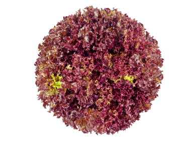 Lollo Rosso mercan marulu salata kafa üstü görünüş şeffaf png