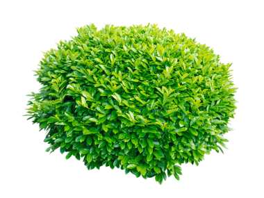 Yeşil defne dekoratif küresel çalı yalıtılmış şeffaf png