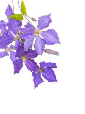 Clematis Jackmanii çiçekleri, tomurcuklar ve yapraklar. Köşedeki bileşim saydam png.