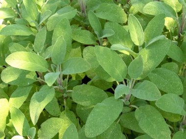Klasik adaçayı ya da adaçayı her daim yemyeşil bir çalılık. Salvia officinalis, Lamiaceae familyasından bir bitki. Mutfak bitkisi.