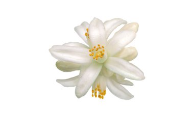 Neroli çiçeği beyazda izole edilmiş. Beyaz aromatik portakal ağacı çiçekleri. Tropik çiçek. Narin çiçekler ve tomurcuklar.