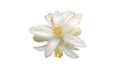 Neroli çiçeği şeffaf png 'yi izole etti. Beyaz aromatik portakal ağacı çiçekleri. Tropik çiçek. Narin çiçekler ve tomurcuklar.