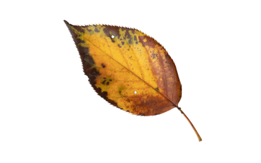 Autumn leaf isolated transparent png. Fall colored foliage. Colorful yellow brown leaf with dark serrated margins.