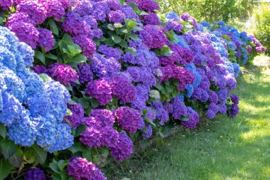 Mor ve mavi çiçekli ortanca bitkileri. Ortanca macrophylla bahçe çiti. Hortensiya çok renkli çiçek başları. Fransız ortanca çiçekli bitkiler.