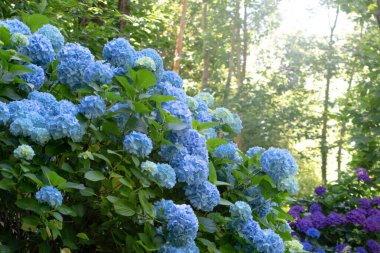 Açık mavi ve koyu mor ortanca çiçekli bitkiler. Orman bahçesindeki Hortensia süs çalıları. Çiçek açmış Fransız ortancaları.