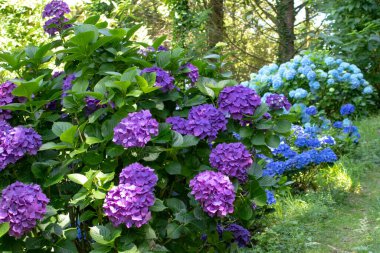 Koyu mor ve açık mavi ortanca çiçekli bitkiler. Orman bahçesindeki Hortensia süs çalıları. Çiçek açmış Fransız ortancaları