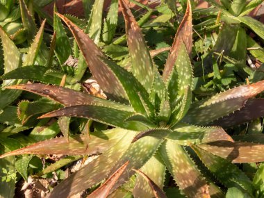 Aloe maculata sulu bitki. Aloe saponaria lekeli kırmızı yeşil yapraklar. Asphodelaceae familyasından sabun aloesi ya da zebra aloe bitkisi.