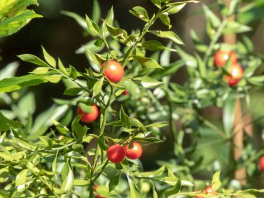 Ruscus aculeatus parlak kırmızı meyveler. Kasap böğürtlenleri ve yemyeşil yapraklar. Kuşkonmaz familyasının süs bitkisi.