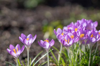 Woodland Crocus ya da güneşli bahar bahçesinde erken dönem mor çiçekleri. Crocus tommasinianus, Iridaceae familyasından çiçek açan bir bitki.