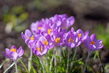 Iridaceae familyasından Crocus tommasinianus çiçekleri. Woodland Crocus ya da güneşli bahar bahçesinde erken dönem mor çiçekleri