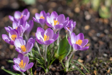 Güneşli bahar bahçesinde parlak krukus çiçekleri. Woodland crocus ya da erken dönem mor çiçekleri. Iridaceae familyasından Crocus tommasinianus tomurcuklanma bitkisi.