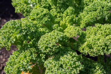 Yaprak lahana ya da lahana kapağı. Brassica oleracea parlak yeşil kıvırcık yapraklı kült. Güneşli bahçede sebze bitkisi. 