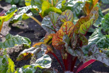 Baklit 'te mor saplı bir bitki var. İsviçre pazısı yeşil yapraklı sebze güneşli organik bahçede. Yaprak pancar kültürü. Beta vulgaris..