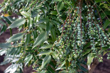 Mahonia aquifolium fruits. Berberis aquifolium branches with green berries. Oregon grape or holly-leaved barberry ornamental plant clipart