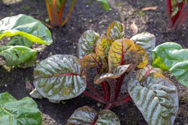 İsviçre pazı kırmızı saplı bitki. Organik bahçedeki yeşil yapraklı sebze. Yaprak pancar kültürü. Beta vulgaris..