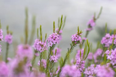 Konfeti çalısı, buchu, diosma ya da cennet dalları. Bulanık arka planda pembe çiçekler var. Coleonema pulchellum çiçeği, Rutaceae familyasından.