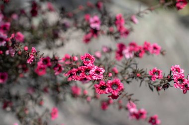 Manuka, leptospermum scoparium, manuka myrtle, Yeni Zelanda çaydanlığı ya da süpürge çay ağacı çiçeği. Bulanık arkaplanda kırmızı çiçekli çay ağacı tarımı dalları. 