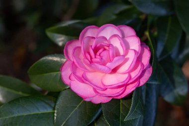 Pink camellia double flower and glossy dark green foliage. Camellia japonica flowering plant. Japanese camellia ornamental tree in the sunny garden.  clipart