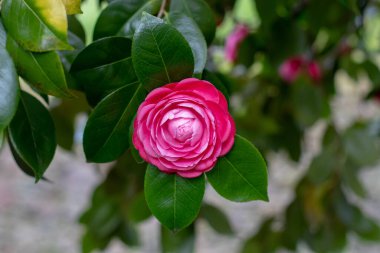 Pembe kamelya çift güllü çiçek ve parlak yeşil yapraklı. Kamelya japonica çiçek bitkisi. Japon kamelyası bahçedeki süs ağacı.. 