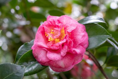 Pembe damarlı kamelya çiçeği ve taç yapraklarının üzerine su damlası, sarı mantarlar ve yeşil yapraklar. Kamelya japonica çiçek bitkisi. Japon kamelyası bahçedeki süs çiti. 