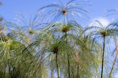 Papirüs, papirüs dikişi, kağıt kamış, Hint hasır bitkisi veya uzun saplı Nil otları. Cyperus papirüs bitkisi Cyperaceae familyasından..