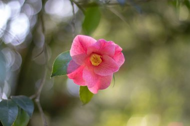 Bulanık bahçenin arka planında basit pembe kamelya çiçeği. Şeffaf damarlı taç yaprakları. Kamelya japonica çiçek bitkisi. Camelia süs çiçeği.