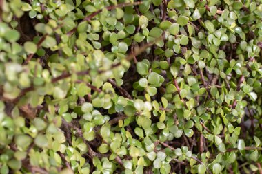 Didiereaceae familyasından Portekiz afra sulu bitki. Fil çalısı, domuz çalısı, purslane ağacı, cüce yeşim taşı veya spekboom dalları ve yaprakları..