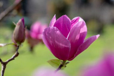 Bulanık arka planda Magnolia Liiflora koyu pembe çiçekleri. Mulan, bahar bahçesinde mor ya da kırmızı manolya ağacı. Lily ya da lale manolyası çiçekleri. Woody-orkide çiçeği..