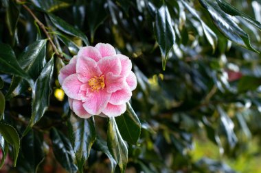 Beyaz taç yapraklarında pembe damarları olan kamelya çiçeği, sarı pudingler ve parlak koyu yeşil yapraklar. Kamelya japonica çiçek bitkisi. Japon kamelyası bahçedeki süs çiti. 
