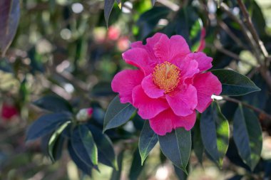 Sarı mantarlı ve yeşil yapraklı kamelya pembe çiçeği. Camelia Çiçek Bitkisi. Japon bahçesindeki süslü çalılar..