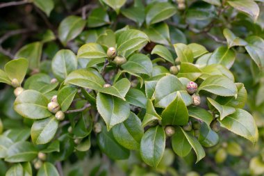 Kamelya çiçeği tomurcukları ve yeşil yapraklar. Kamelya japonica çiçek bitkisi. Japon kamelyası bahçedeki süs çiti. 