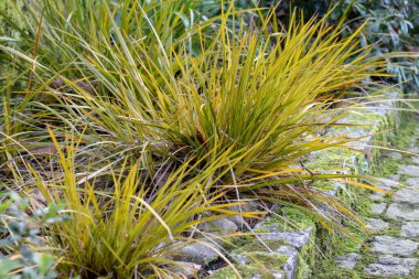 Carex oshimensis Cyperaceae familyasına ait dekoratif bir bitki. Bahçedeki Japon sazları süs bitkisi. Yapraklarında sarı şerit olan çeşitli atık bitkileri..
