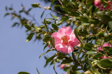 Kamelya pembe çiçeği ve mavi gökyüzü arka planındaki güneşli bahçede yeşil yapraklar. Camelia Çiçek Bitkisi. Japon bahçesindeki süslü çalılar.. 