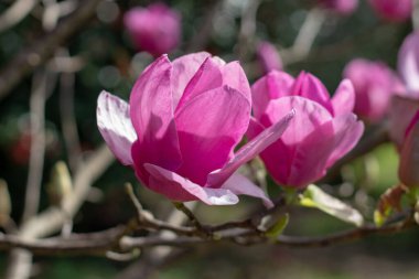 Manolya ağacı fincanı ve tabağı yakın plan pembe çiçekler şeklinde. Bahar güneşli bahçesinde Magnolia Soul Angeana Melez Çiçek Çiçeği. Daire manolyası zarif pembe çiçekler. Lale ağacı çiçek açtı..