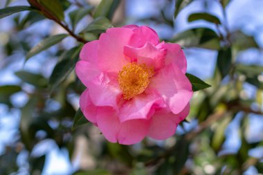 Kamelya gülü, yarı pembe, yarı çift çiçekli, sarı erkekli, güneşli bahçede. Camelia Çiçek Bitkisi. Bulanık mavi gökyüzü arkaplanındaki süslemeli çalı. 