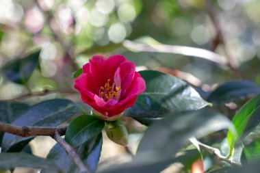 Kamelya kırmızısı, yarı çift çiçekli, sarı ve yeşil yapraklı. Camelia Çiçek Bitkisi. Bulanık bokeh arka planda Japon bahçesindeki süslü çalılar.. 
