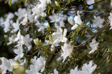 Azalea çiçekli çalı. Bahar Japon bahçesinde beyaz Tsutsusi Rhododendron çiçekleri.