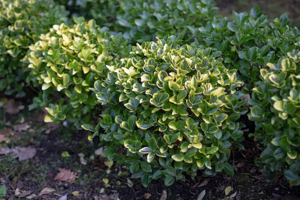 Evergreen spindle küresi bahçedeki budanmış cüce çalıları oluşturur. Değişik yeşil ve sarı yapraklı öonymus japonicus bitkileri.. 
