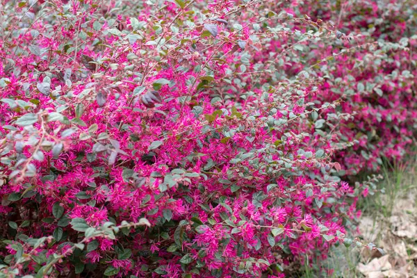 Çin püsküllü çiçekleri veya loropetalum veya bahar bahçesindeki pembe çitli kayışlı çiçekleri. Cadı-ela familyasından Hamamelidaceae 'de Loropetalum chinense süs çiti.. 