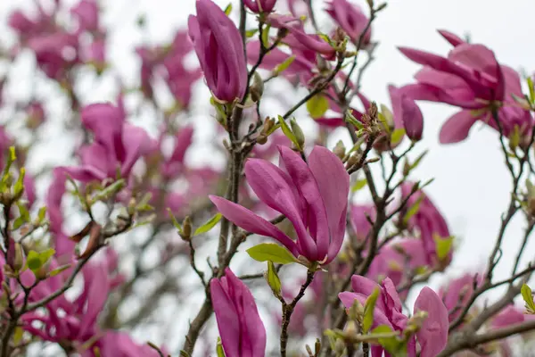 Bahar bahçesinde Magnolia Soul Angeana Melez Çiçek Bitkisi. Daire manolyası zarif koyu mor çiçekler. Lale ağacı çiçek açtı.