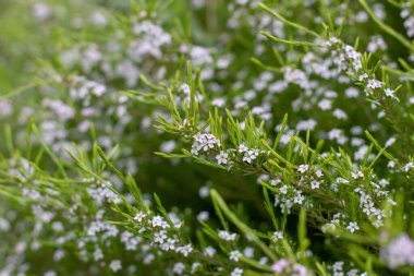 Rutaceae familyasından Coleonema pulchellum çiçekleri. Konfeti çalısı, buchu, diosma ya da cennetin soluğu beyaz çiçeklerle dallanır. 