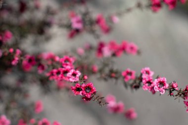 Çay ağacı, manuka, manuka mersin ağacı, Yeni Zelanda çaydanlığı ya da süpürge çay ağacı çiçeği. Leptospermum scoparium Cultivar dalları ve bulanık arkaplanda kırmızı çiçekler.. 