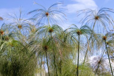 Cyperus papirüs bitkisi Cyperaceae familyasından. Papirüs, papirüs dikişi, kağıt kamış, Hint hasır bitkisi veya Nil otları uzun saplarda birikir.. 