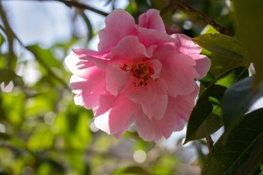 Arkasında pembe kamelya çiçeği var. Çiçekli bahçe duvar kağıdı. Doğal estetik arka plan.