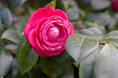 Güzel pembe gül gibi bir çiçek. Kamelya çiçeği ve yeşil yapraklar. Kamelya japonica Çiçek açan süs bitkisi