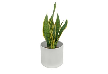 Beyaz arka planda izole edilmiş beyaz silindirik plastik saksıdaki Sansevieria trifasciata ev bitkisi. Dracaena trifasciata süs bitkisi.