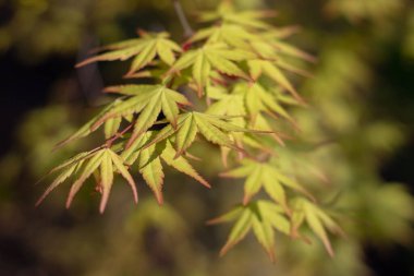 Japon akçaağaç yaprakları. Palmat akçaağaç. Baharın güneşli bahçesinde parlak yeşil yeşil yapraklar. Yumuşak Japon akçaağaç dalları.