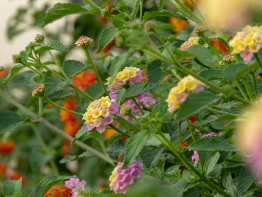 Lantana Camara dalları, pembe ve sarı çiçekli başları, yaprakları ve tomurcukları yaz bahçesinde. Çalı verbena çiçek bitkisi. Seçici odaklı güzel çiçekler..