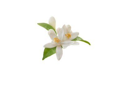 Beyaz arka planda yeşil yapraklı beyaz portakal çiçeği. Narin taç yapraklarının botanik yakın çekimi ve turunçgillerin canlı çiçekleri.. 