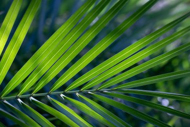 Arkadaki yeşil palmiye yaprağı yanmış. Parlak yağmur ormanları güneş ışığıyla aydınlatılır. Doğal bitkisel estetik arka plan.